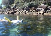 Sydney Snorkeling