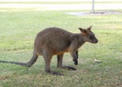 Wildlife