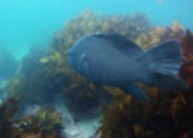 Manly Snorkel Walk & Talk Tour