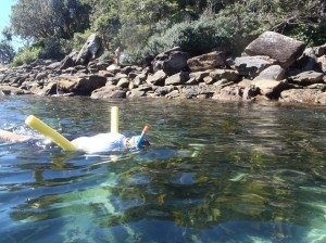 Sydney Snorkeling