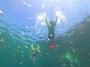 Private manly snorkel tour cabbage tree bay aquatic reserve manly